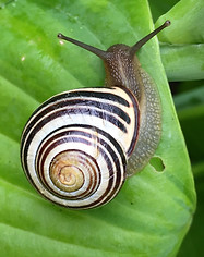 Snail