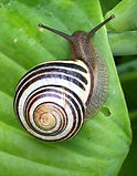 Snigel