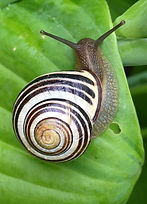 Snail