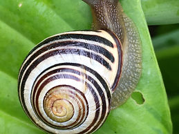 Snail