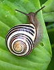 Escargot