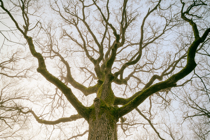 Arbre nature paysage art 