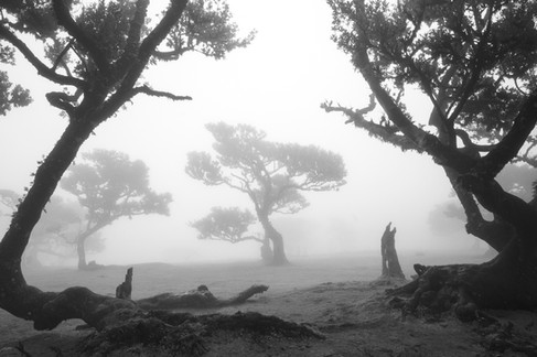 arbres magie brouillard paysage art nb