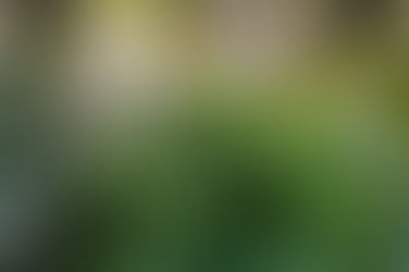 " LOST GREEN HOUSE "  Les jardins d'hiver dans l'oubli et verrières d'un autre temps ...