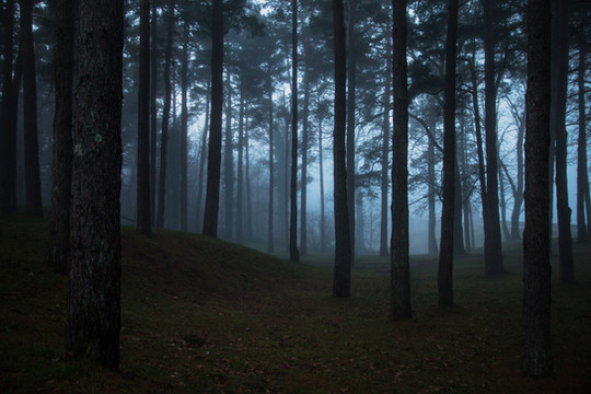 arbre sombre mystère forêt art arbres paysages 