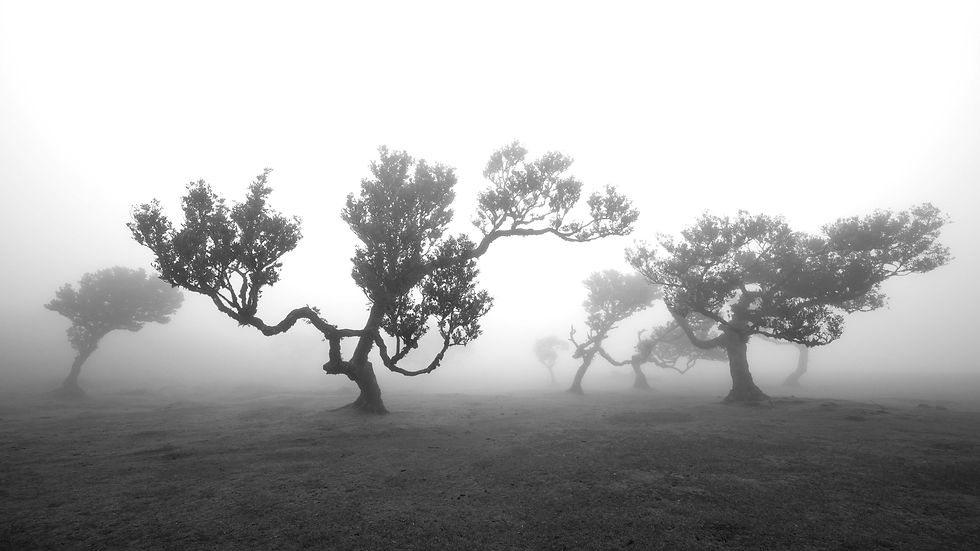 Arbres tordus dans un brouillard dense, paysage noir et blanc, ambiance mystérieuse et calme.