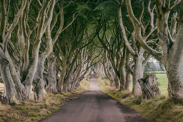dark hedge 1.jpg