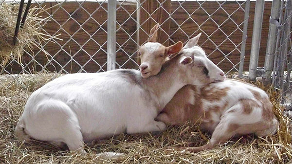 goats-cuddling_edited.jpg