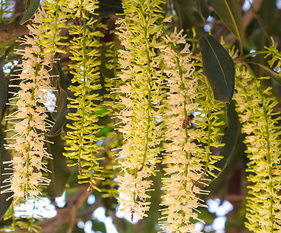 Macadamia Tree Honey Bee.jpg