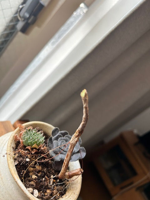 緑も減ってきた・・・