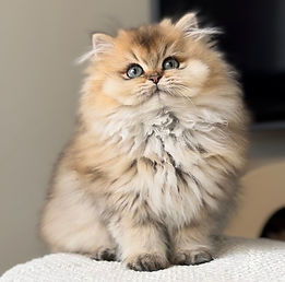 Chat British Longhair calme et appaisant