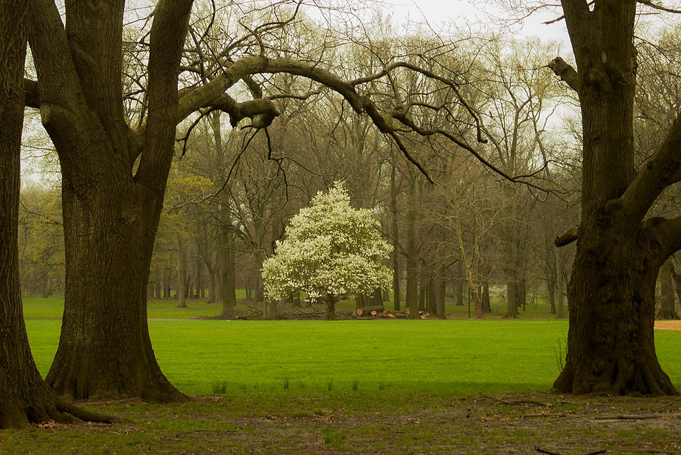 Spring