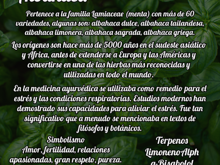 Albahaca