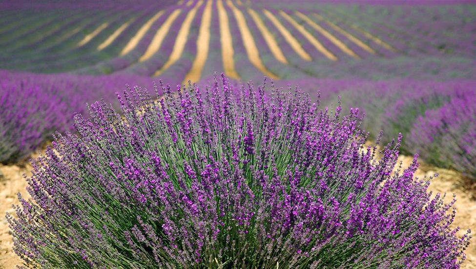 Campo de lavanda.