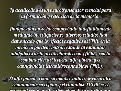 Acetilcolina, alfa-pineno, THC y memoria