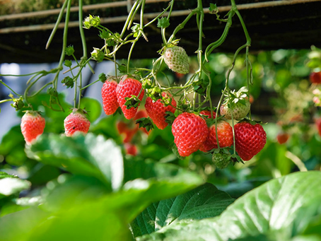 El Doble Legado del Cultivo de Fresas: Explorando Sus Impactos Sociales y Ambientales