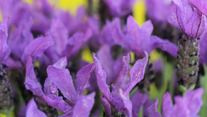 Lavanda: Historia, Impacto y Simbolismo