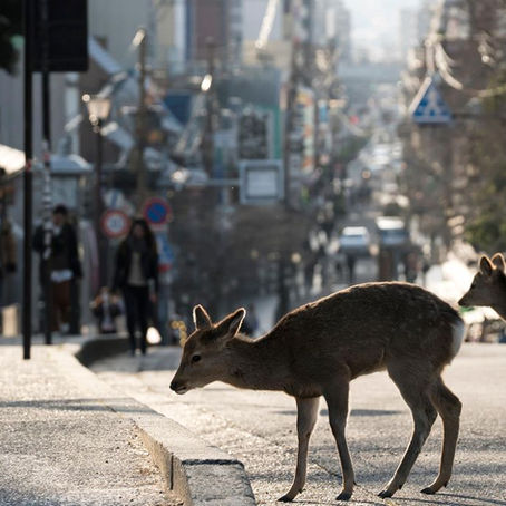 Pivoting during Covid-19: our new vision