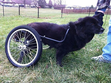 Dog Wheelchair for Large Dogs