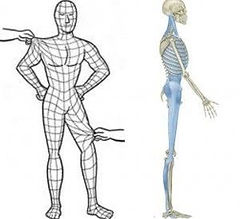 side by side sketch of human body showing relationship between fascia and skeleton