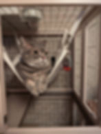 ree