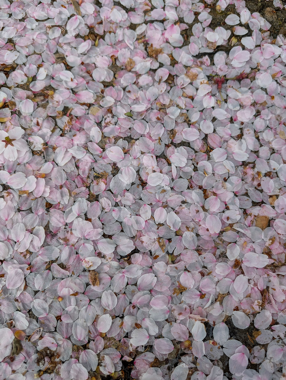 散ってなお美しい桜花