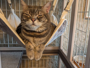 猫たちとの人生、そして想田和弘さんと猫(63)