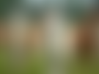 Unveiling the Charm of Alpaca Tours - Your Ultimate Alpaca Tour Guide