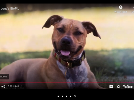 Pet Tribute Videos: A Modern Memorial