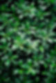 The_Garden_Coach-38.jpg