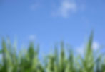 Wanaka_Lawns-8.jpg