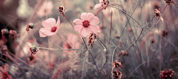 4dcae663df33d0fbe463d3bc1bbd9630_edited_edited_edited.jpg