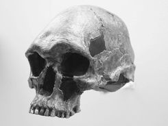 Homo sapiens sapiens