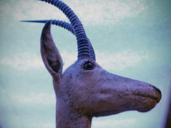 Hippotragus leucophaeus