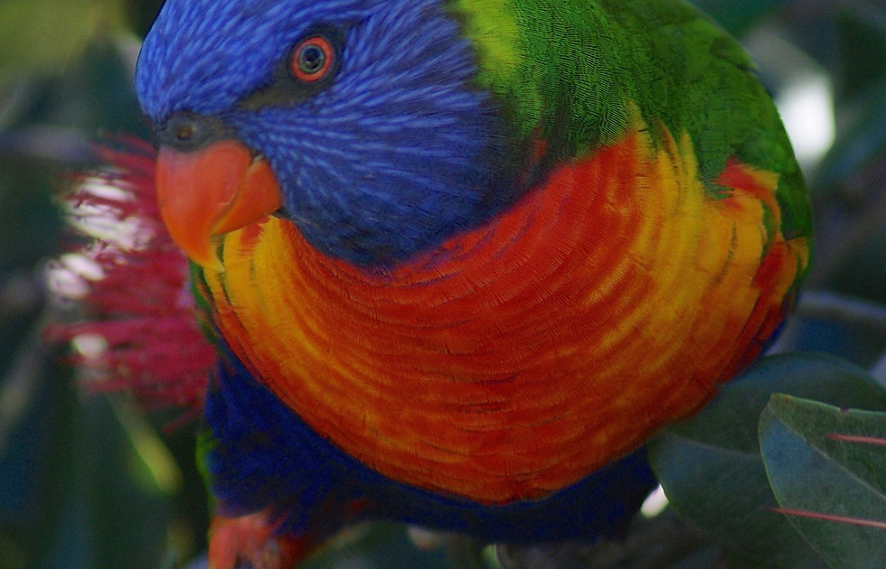 Lorikeet3.jpg