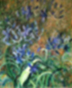 Agapanthus