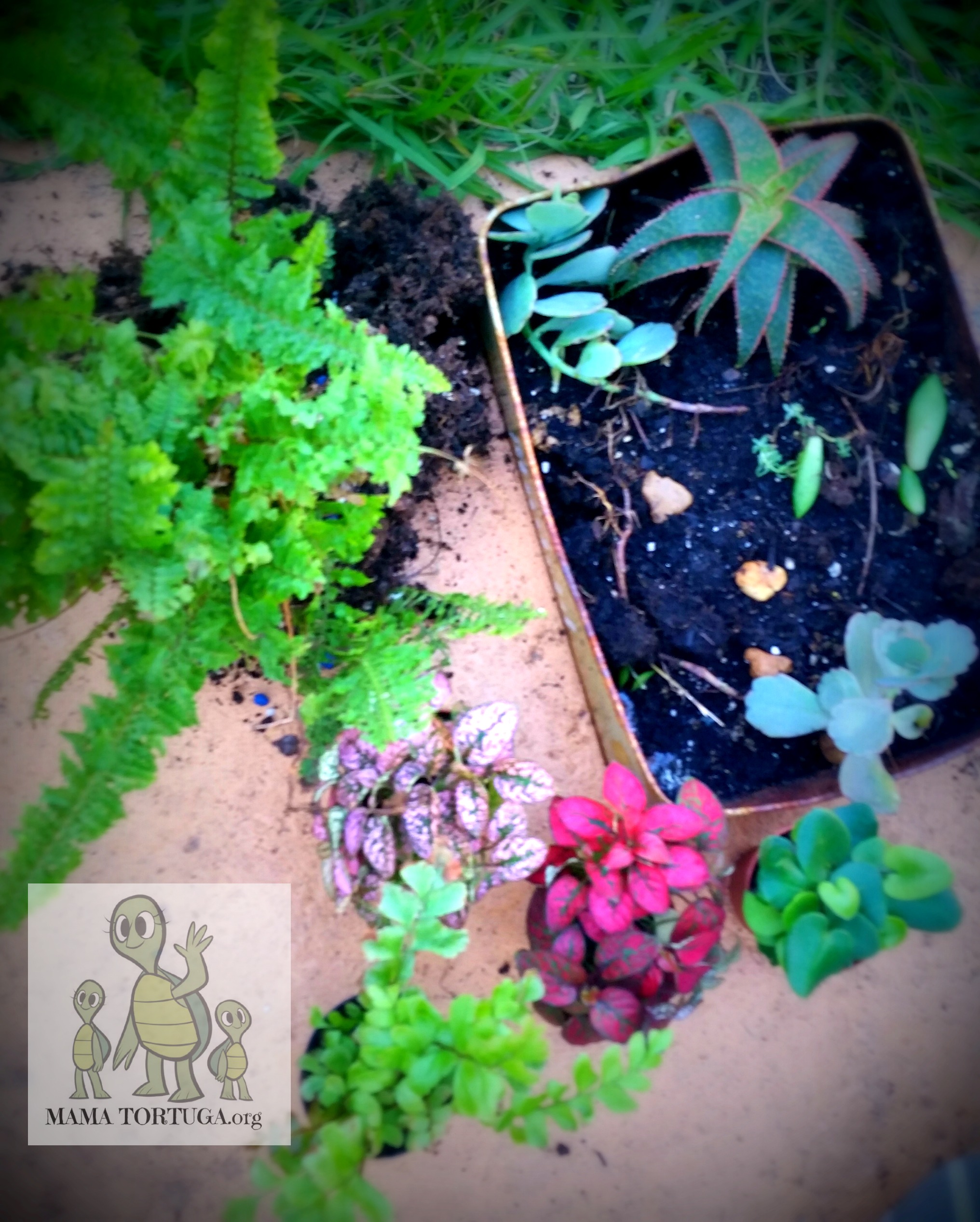 Plants|Plantas
