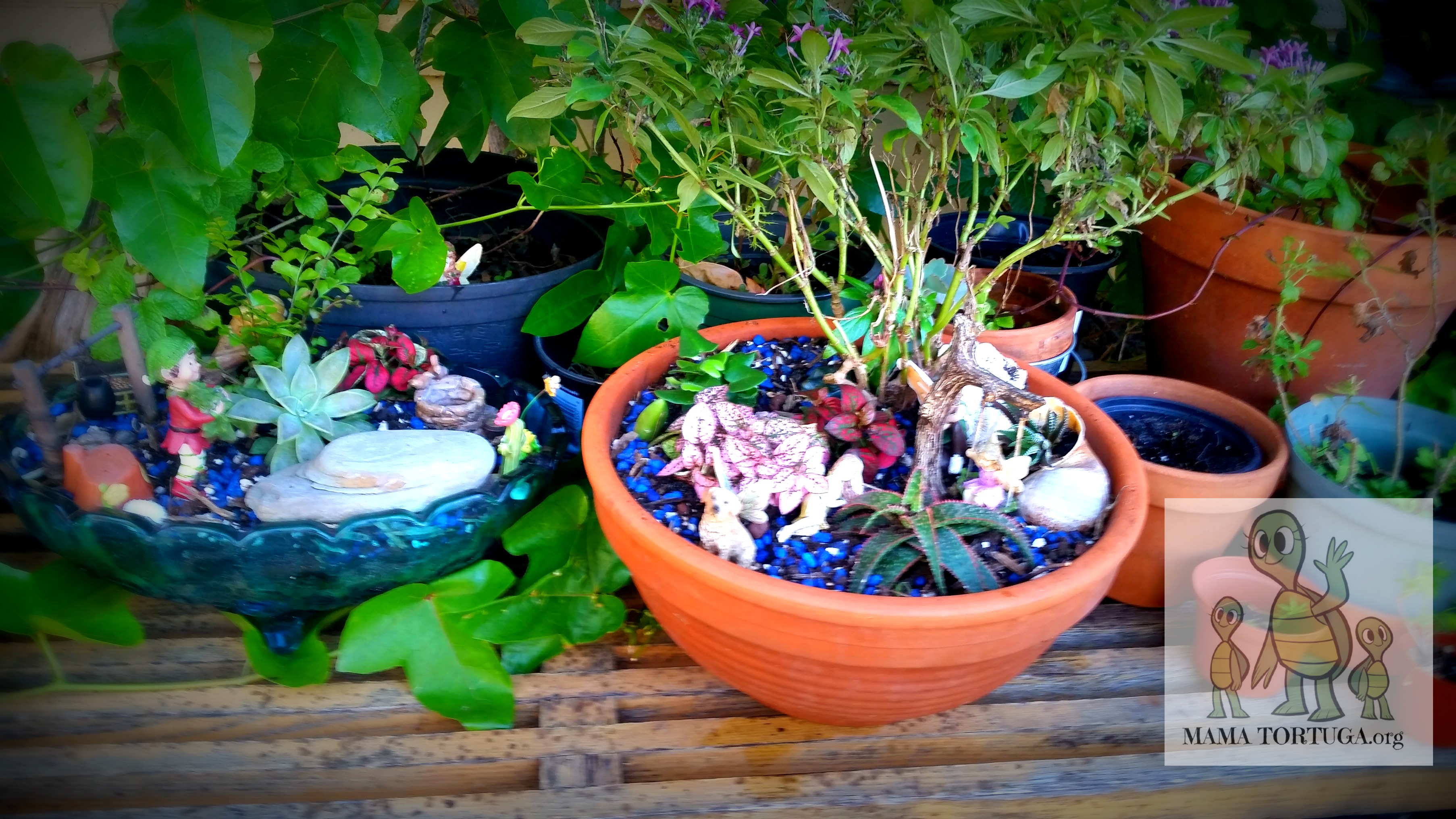 Fairygarden6
