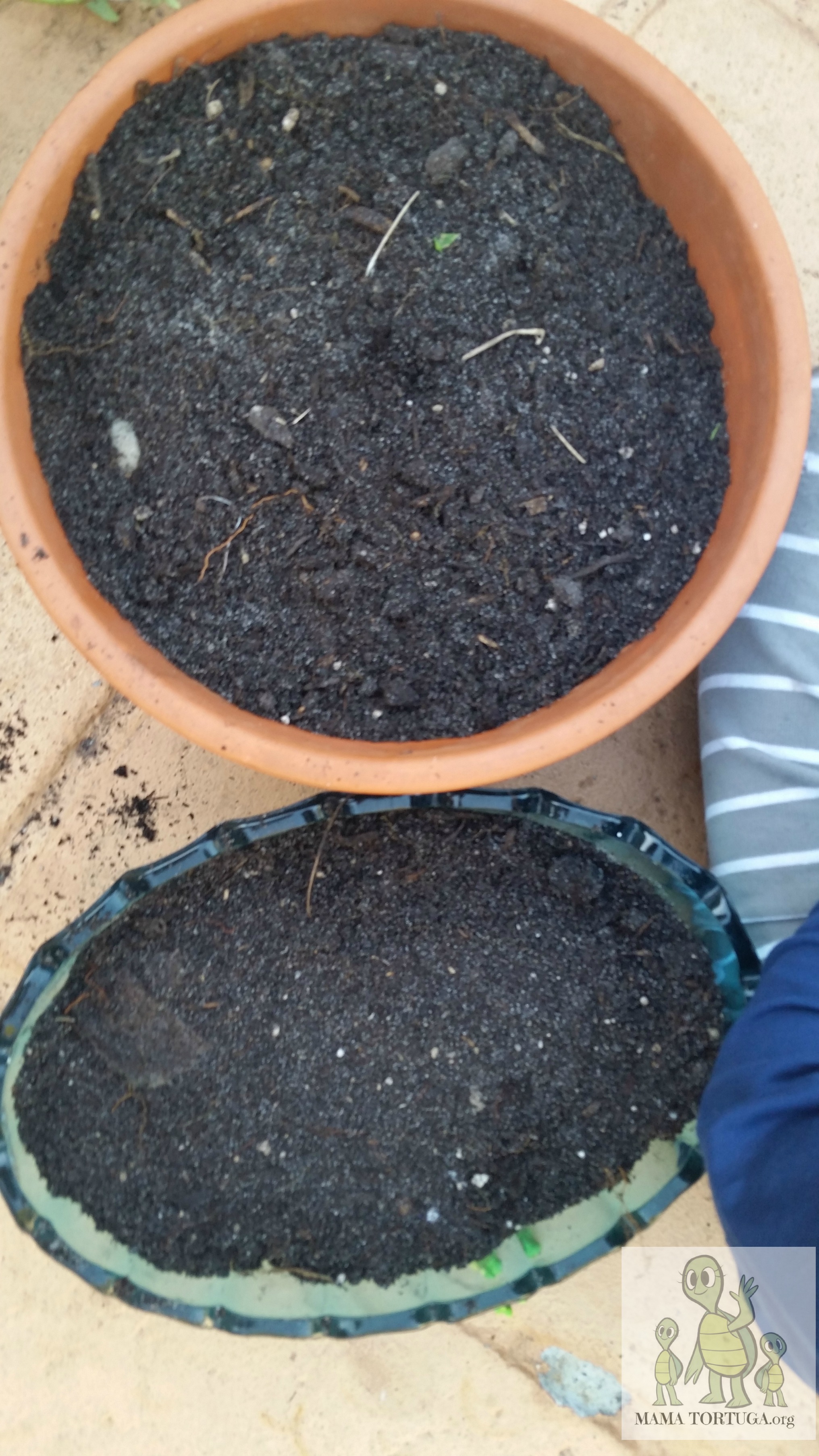 Containerwithsoil|Macetacontierr