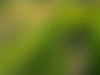 An aerial view of a farmland consisting of a lush field, trees, and three houses.
