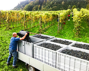 Trauben - weinbau-risch