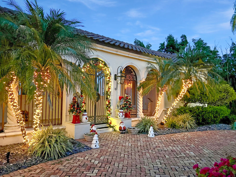 Holiday lights on palm trees