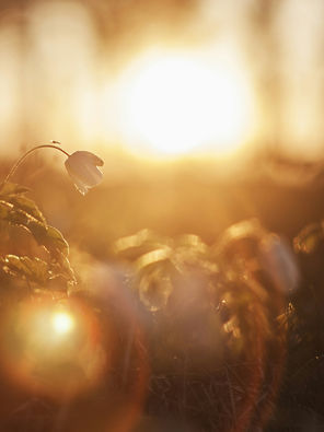 From Burnout to Brilliance: Illuminating Psychological Wellness at Work