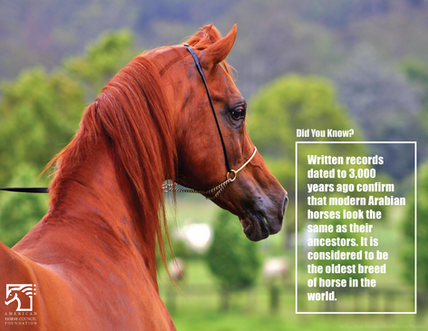 Horse Fun Fact Friday 8_27_2021 .png