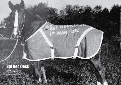 Horse Spotlight_Sgt Reckless_edited.png