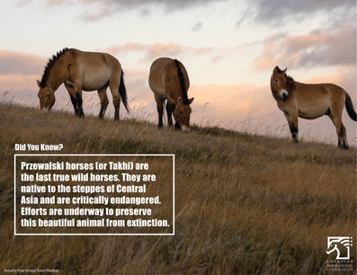 Horse Fun Fact Friday 9_10_2021.png