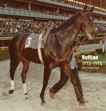 Horse Spotlight_Ruffian_edited.png