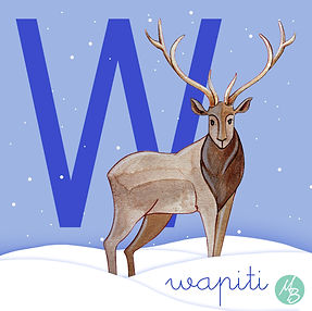 Abécédaire Mathilde B . W comme ... Wapiti