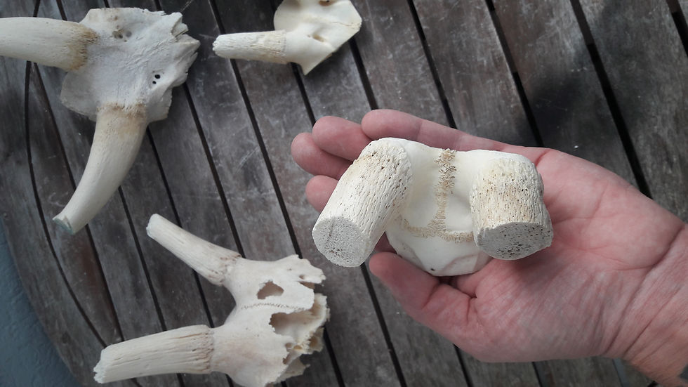 縮圖：Lot de 4 massacres ; bushbuck ; antilope ; springbok