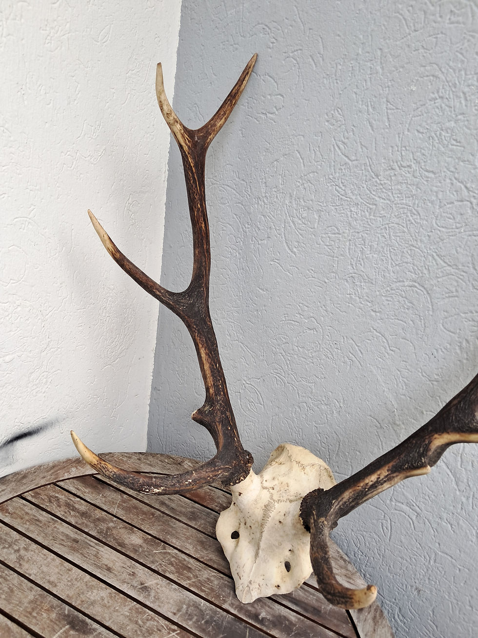 Thumbnail: Massacre de cerf élaphe ; Cervus elaphus 10 cors
